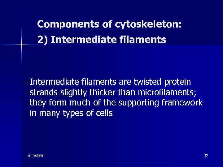 Components of cytoskeleton: 2) Intermediate filaments – Intermediate filaments are twisted protein strands slightly