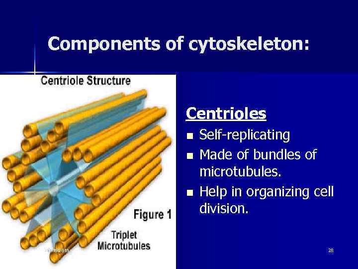 Components of cytoskeleton: Centrioles n n n ahmad ata Self-replicating Made of bundles of