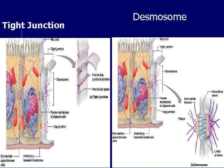 Tight Junction ahmad ata Desmosome 31 