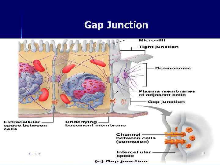 Gap Junction ahmad ata 32 