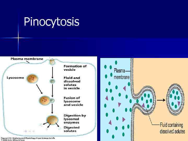 Pinocytosis ahmad ata 49 