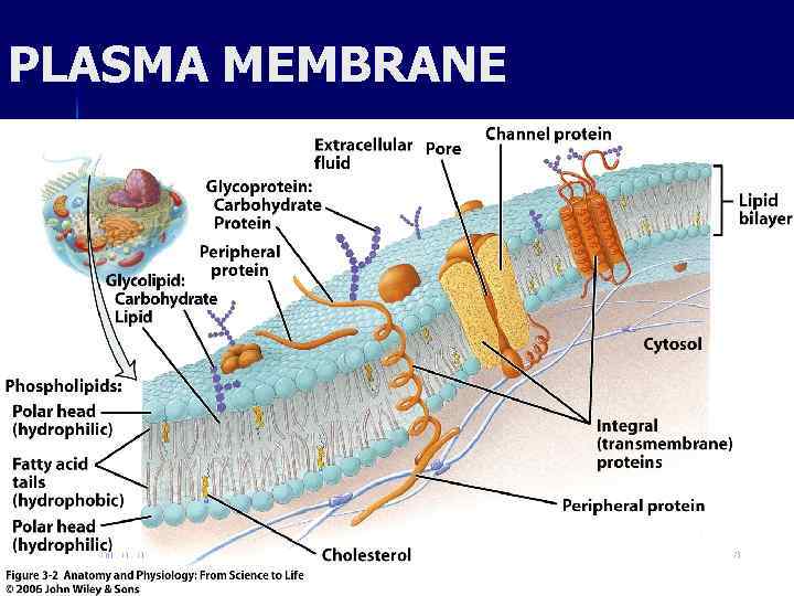 PLASMA MEMBRANE ahmad ata 8 