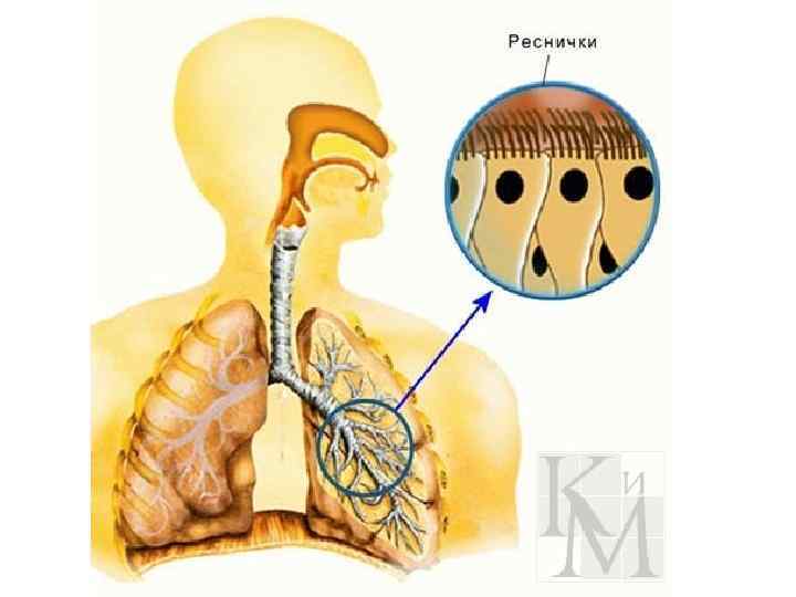 Слизистая дыхательных путей. Мерцательный эпителий дыхательных путей. Реснитчатый эпителий дыхательных путей. Мерцательный эпителий бронхов. Бронхи мерцательный эпителий.