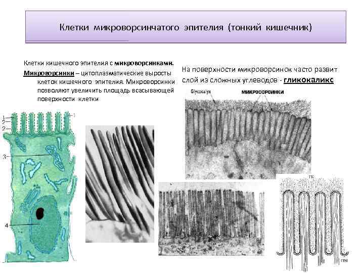 Клетки микроворсинчатого эпителия (тонкий кишечник) Клетки кишечного эпителия с микроворсинками. На поверхности микроворсинок часто