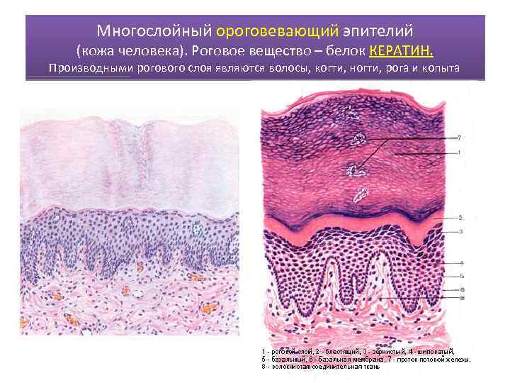 Многослойный плоский ороговевающий эпителий рисунок