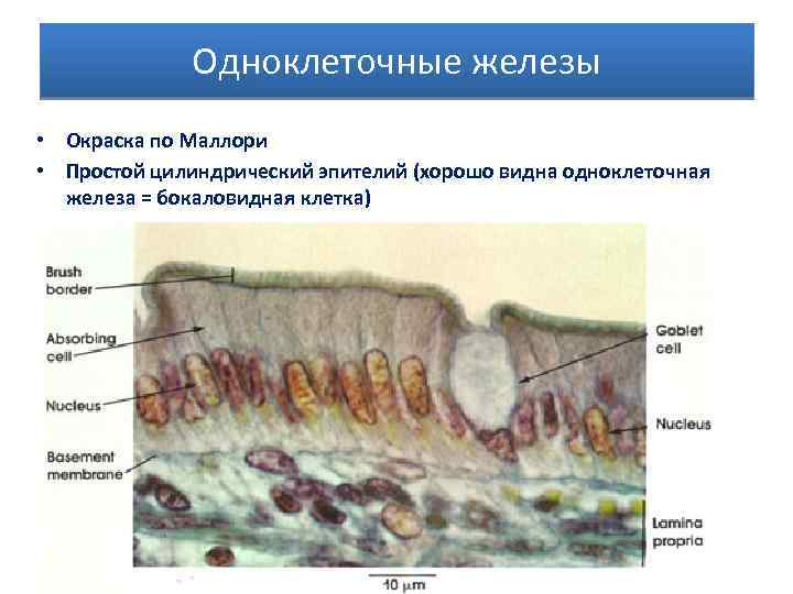 Одноклеточные железы • Окраска по Маллори • Простой цилиндрический эпителий (хорошо видна одноклеточная железа