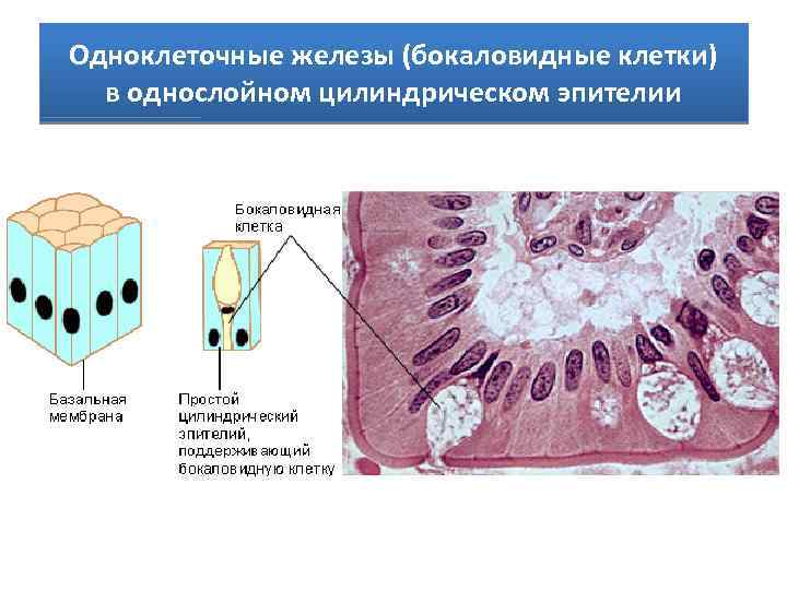 Гиперплазированный железистый эпителий на фоне крови