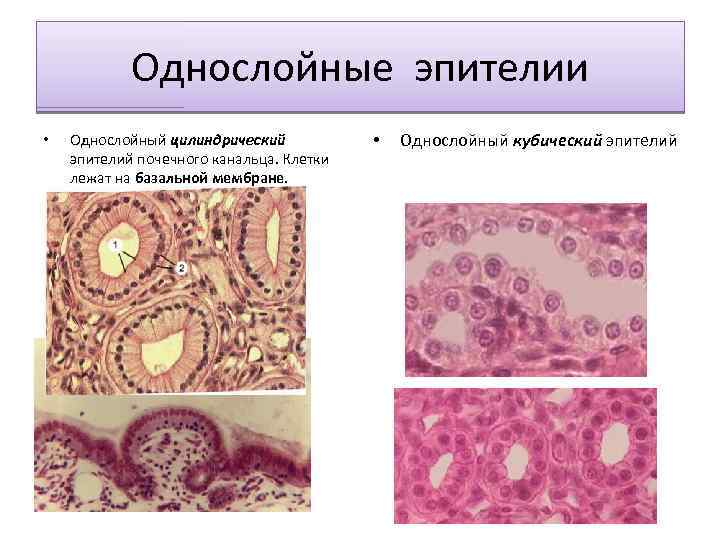 Однослойный кубический эпителий рисунок