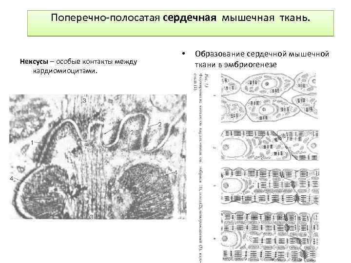 Поперечно полосатая сердечная мышечная ткань. Нексусы – особые контакты между кардиомиоцитами. • Образование сердечной