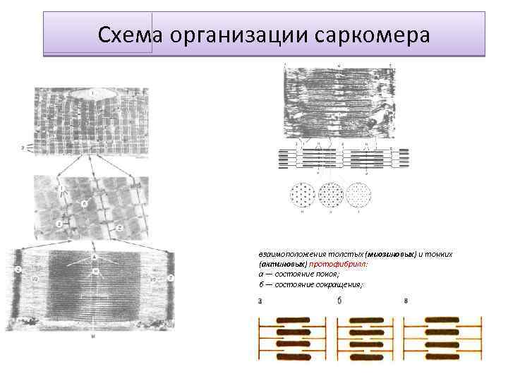 Схема организации саркомера взаимоположения толстых (миозиновых) и тонких (актиновых) протофибрилл: а — состояние покоя;