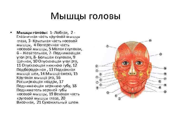 Мышцы головы • Мышцы головы: 1 Лобная, 2 Глазничная часть круговой мышцы глаза, 3