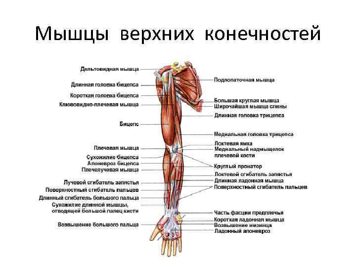 Мышцы верхних конечностей 