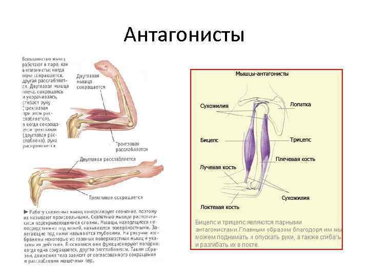 Антагонисты 