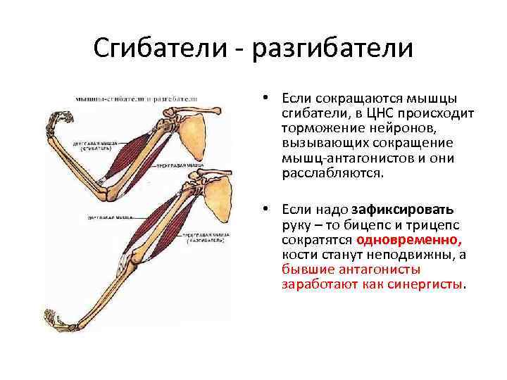 Мышцы сгибатели