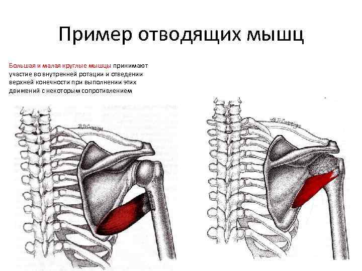 Подлопаточная мышца функции