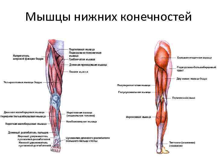 Мышцы нижних конечностей 