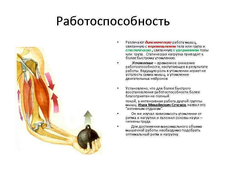 Работоспособность • • • Различают динамическую работу мышц, связанную с перемещением тела или груза