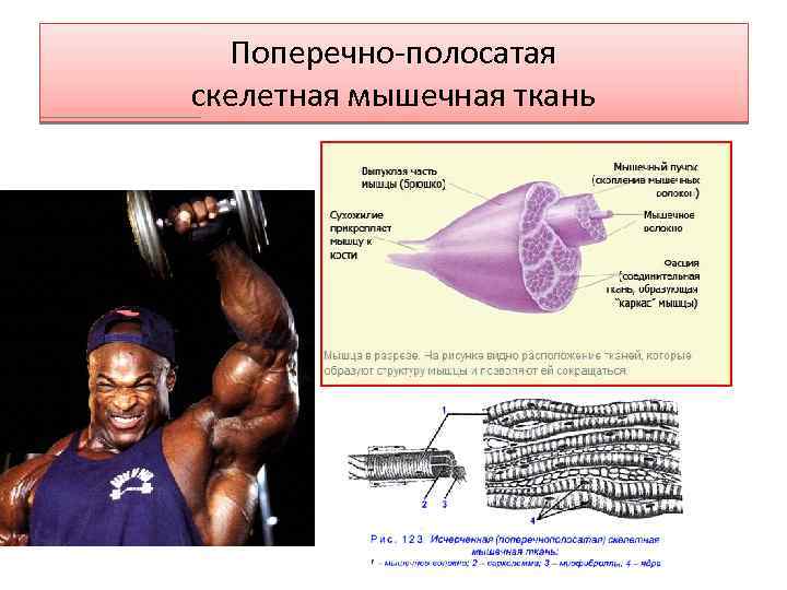 Основу скелетных мышц составляет ткань. Где располагаются поперечно полосатые мышцы. Скелетные мышцы где находятся. Поперечнополосатые мышцы где. Поперечно-полосатая мышечная ткань где находится.