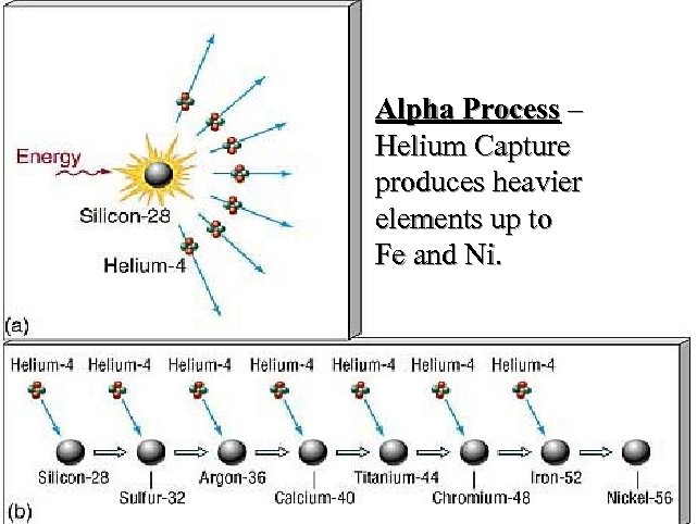 Alpha Process – Helium Capture produces heavier elements up to Fe and Ni. 