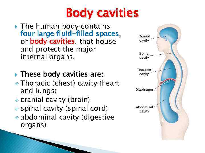 Body cavities The human body contains four large fluid-filled spaces, or body cavities, that