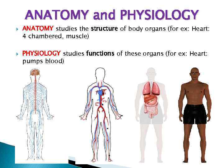 ANATOMY and PHYSIOLOGY ANATOMY studies the structure of body organs (for ex: Heart: 4
