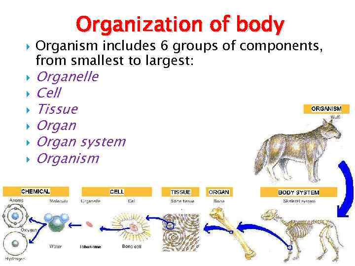 Organization of body Organism includes 6 groups of components, from smallest to largest: Organelle