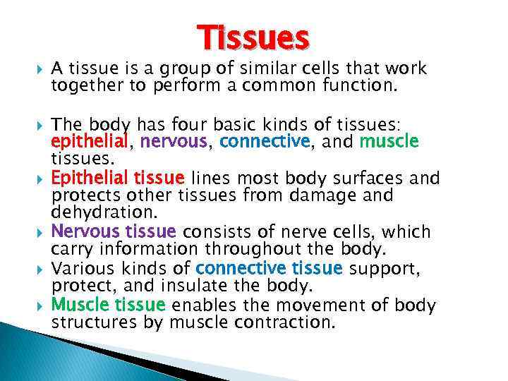  Tissues A tissue is a group of similar cells that work together to