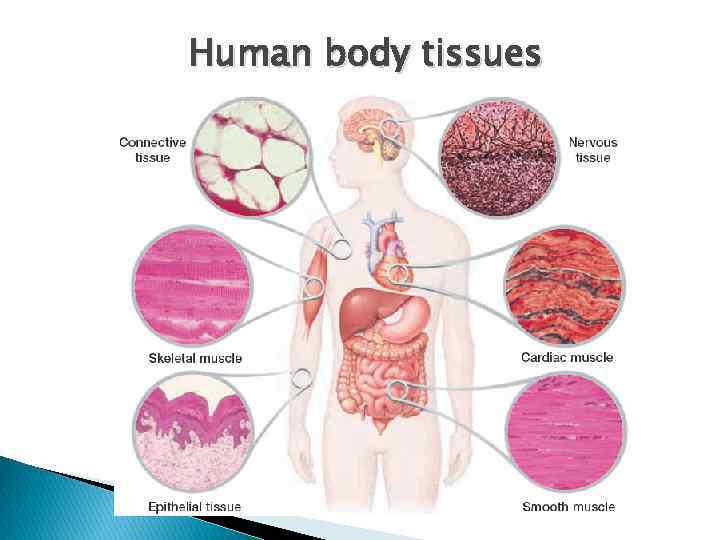 Human body tissues 