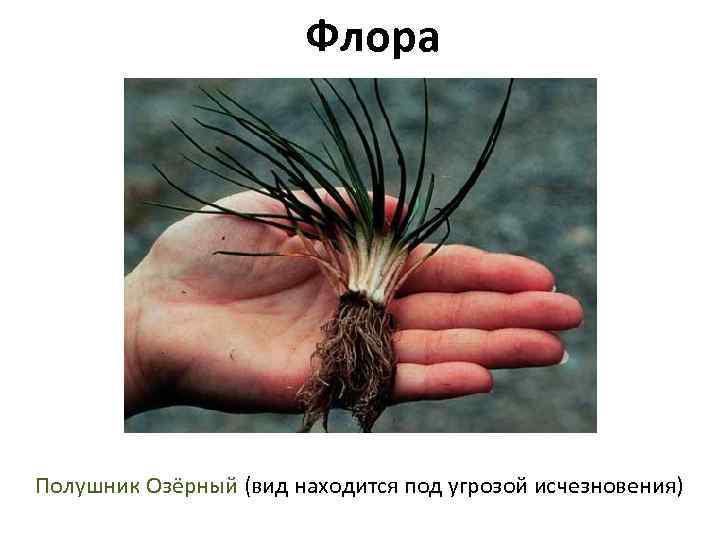 Флора Полушник Озёрный (вид находится под угрозой исчезновения) 