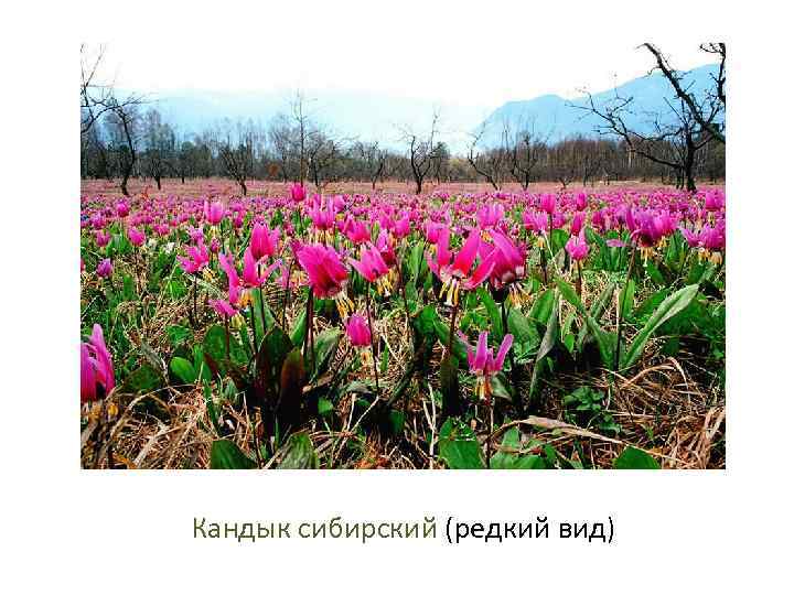 Кандык сибирский (редкий вид) 