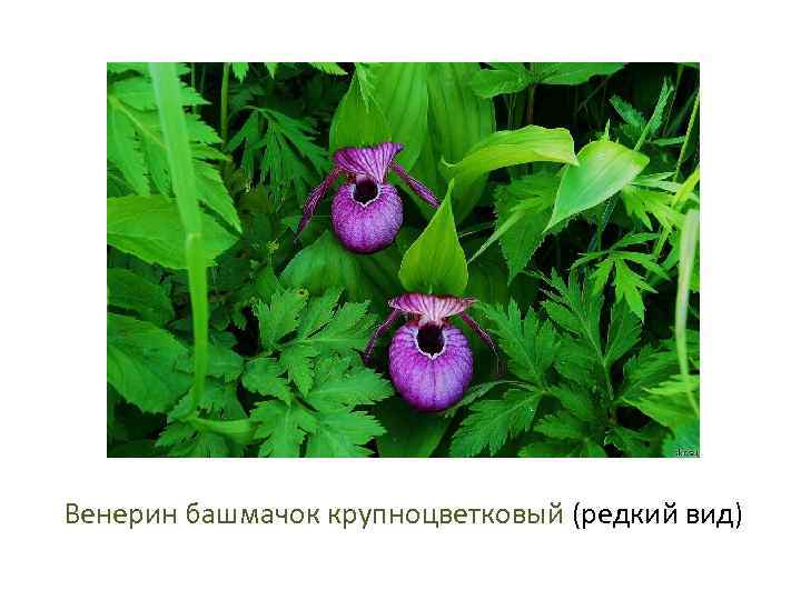 Венерин башмачок крупноцветковый (редкий вид) 