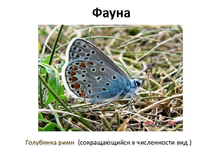 Фауна Голубянка римн (сокращающийся в численности вид ) 