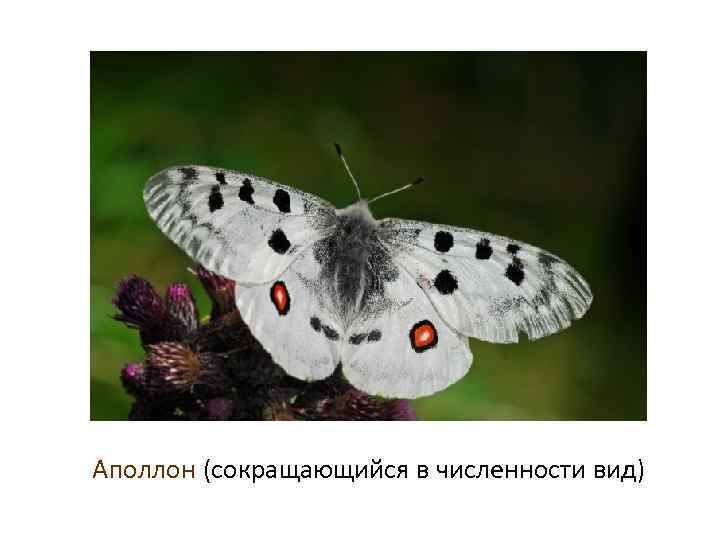 Аполлон (сокращающийся в численности вид) 