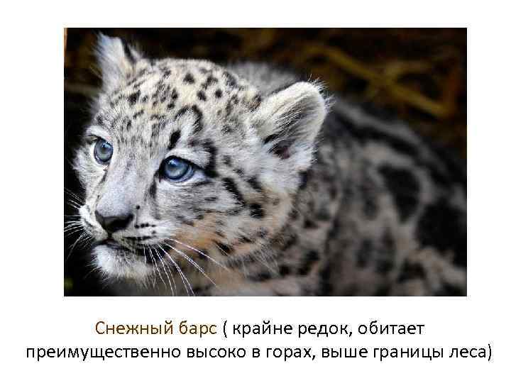 Снежный барс ( крайне редок, обитает преимущественно высоко в горах, выше границы леса) 