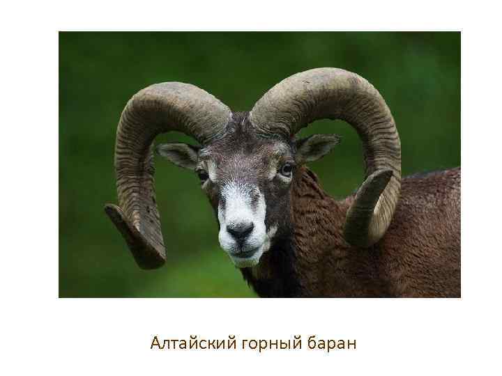 Алтайский горный баран 