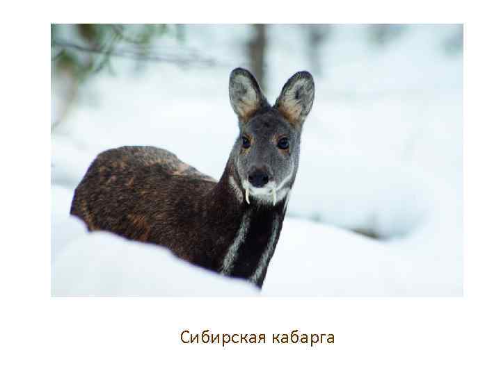 Сибирская кабарга 