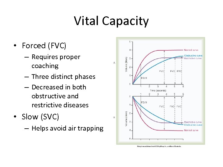 Vital Capacity • Forced (FVC) – Requires proper coaching – Three distinct phases –
