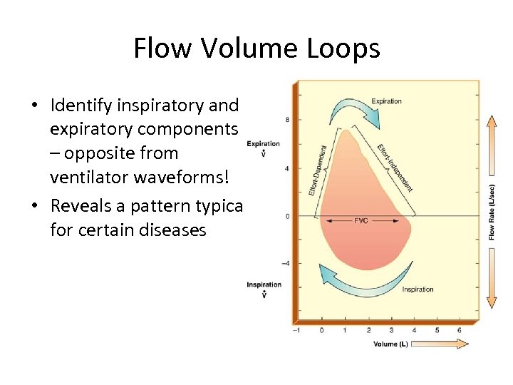 Flow Volume Loops • Identify inspiratory and expiratory components – opposite from ventilator waveforms!