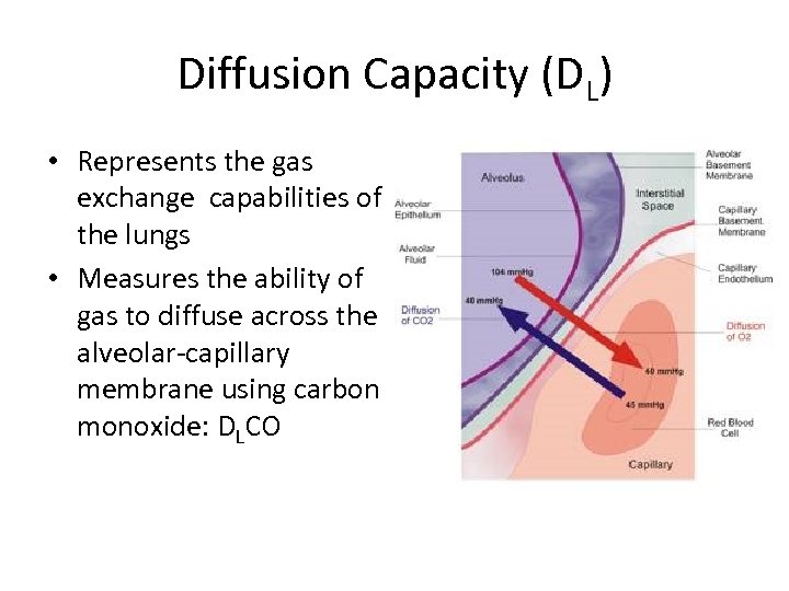 Diffusion Capacity (DL) • Represents the gas exchange capabilities of the lungs • Measures