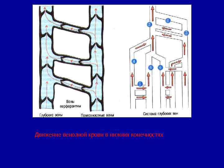 Движение вены. Движение крови в нижних конечностях. Движение венозной крови в нижних конечностях. Направление движение крови в нижних конечностях. Механизм движения крови в конечностях.