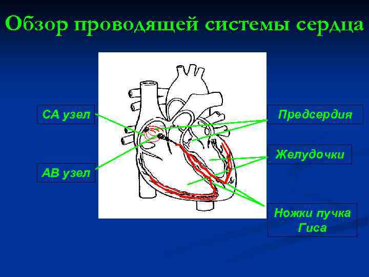 Обзор проводящей системы сердца СА узел Предсердия Желудочки АВ узел Ножки пучка Гиса 