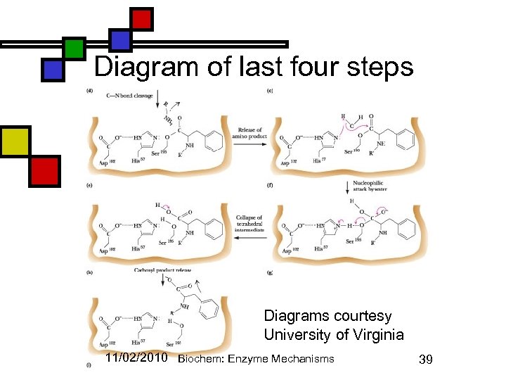 Diagram of last four steps Diagrams courtesy University of Virginia 11/02/2010 Biochem: Enzyme Mechanisms