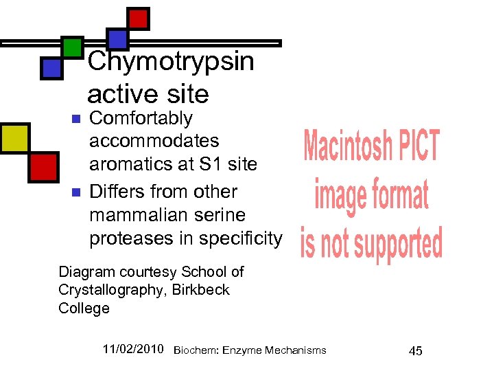 Chymotrypsin active site n n Comfortably accommodates aromatics at S 1 site Differs from