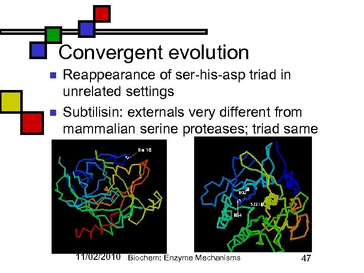 Convergent evolution n n Reappearance of ser-his-asp triad in unrelated settings Subtilisin: externals very