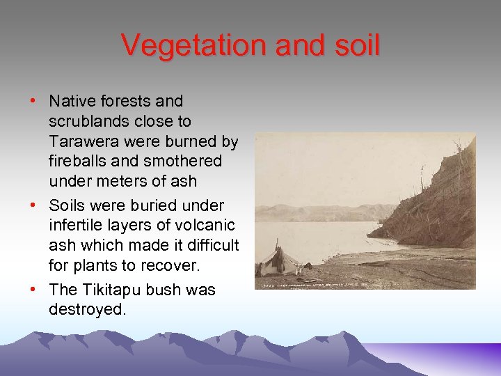 Vegetation and soil • Native forests and scrublands close to Tarawera were burned by