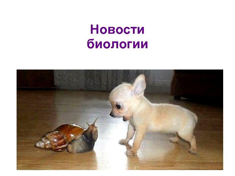 Новости биологии 