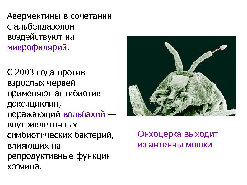 Авермектины в сочетании с альбендазолом воздействуют на микрофилярий. С 2003 года против взрослых червей