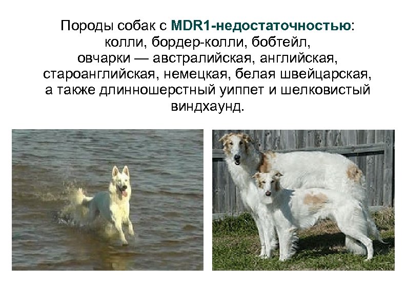 Породы собак с MDR 1 -недостаточностью: колли, бордер-колли, бобтейл, овчарки — австралийская, английская, староанглийская,