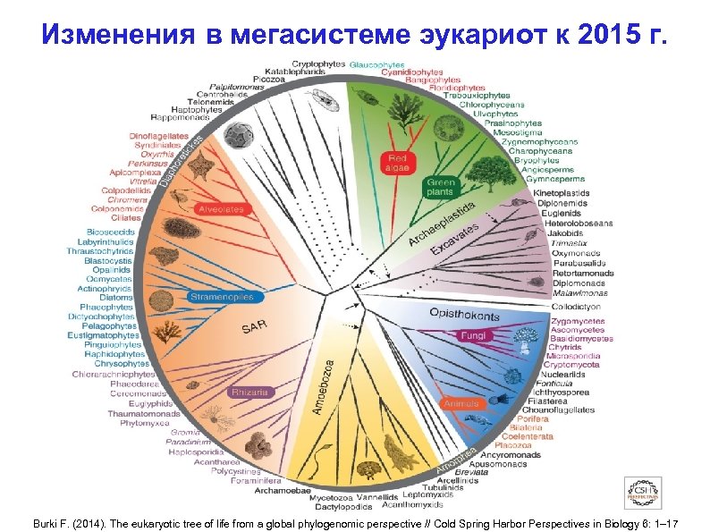 Изменения в мегасистеме эукариот к 2015 г. Burki F. (2014). The eukaryotic tree of