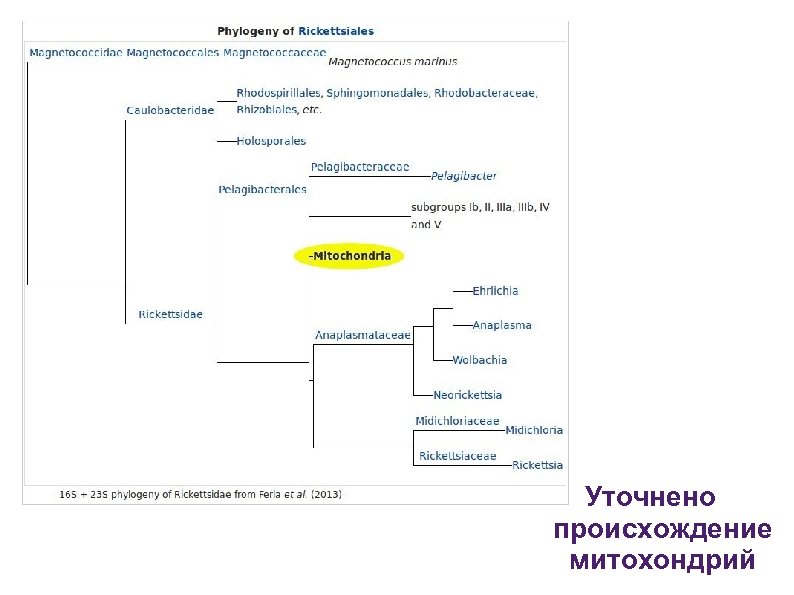 Уточнено происхождение митохондрий 